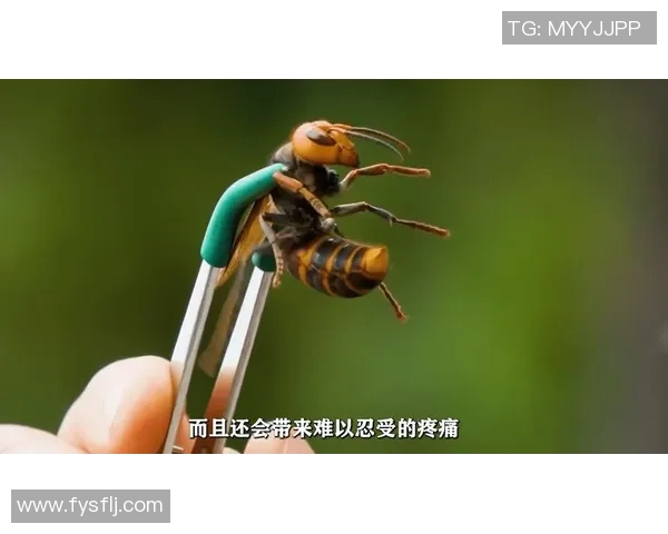 黄蜂的生物特性与生态作用探索:从进化到环境保护的多维度解析 黄蜂的生物特性与生态作用探索:从进化到环境保护的多维度解析